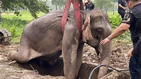 Angustioso rescate de un bebé elefante y su madre en Tailandia - YouTube
