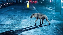 Hyena Trailer - YouTube