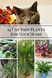 14 Cat Safe Plants For Your Home - Home and Gardening Ideas
