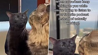 Black Cat Zoning Out Funny Memes: Cat Stares Blankly at Another Cat ...