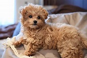 Chipoo Puppies | Cutest Chihuahua Poodle Mix Dogs