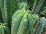 Cactus San Pedro. Cultivo y cuidados - Agromática