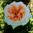 PlantFiles Pictures: Hybrid Tea Rose 'Alphonse Daudet' (Rosa) by ...