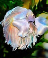 One of the most beautiful betta I've ever seen : Fish