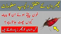 Mosquito Interesting Facts in Urdu || Mosquito Urdu Documentary ...