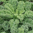 Brassica oleracea var. sabellica (Kale) - Plantinfo