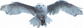 Archivo:Hedwig.png | Harry Potter Wiki | Fandom powered by Wikia