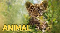 Animal (2021) - Netflix Series - Where To Watch