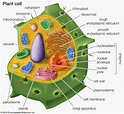 Bio Geo Nerd: Plant Cell Wall Synthesis