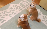 「兩隻柴犬與貓的日常」作為一隻柴犬,是不會把背留給相機的www_哔哩哔哩_bilibili