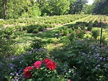 The Peony Garden Is Just Beginning To Bloom In Ann Arbor's Nichols ...