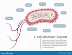 Escherichia Coli Structure Diagram Stock Vector - Illustration of ...