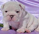 Miniature English Bulldog : History, Temperament, Care, Training ...