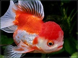 lion head goldfish cuteness! Comet Goldfish, Fantail Goldfish, Goldfish ...