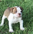 Olde English Bulldogge Puppies For Sale | Ocala, FL #282980