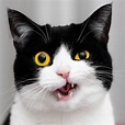 Meet Izzy, The Cat With The Funniest Facial Expressions That’s Going ...