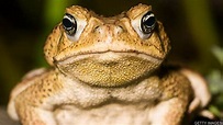BBC Learning English - 媒体英语 / Cane toad DNA breakthrough 'may help stop ...