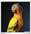 Why the maverick Logan Paul bird is so famous - Known Pets