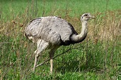 freilebender Nandu in Mecklenburg Foto & Bild | natur, tiere, vögel ...