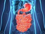 Conoce las etapas de la digestión y sus funciones