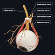 Innervation of the eye | Complete Anatomy