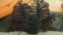 Hay nueva y extraña especie de salamandra gigante en las aguas de Florida