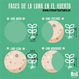 Details 100 luna para sembrar árboles frutales - Abzlocal.mx