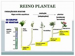 PPT - REINO PLANTAE PowerPoint Presentation, free download - ID:1763203