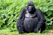 Gorila - ecologia, características, fotos - Biologia - InfoEscola