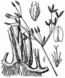 Schoenoplectus acutus - Wikipedia