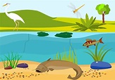 Ecosistemas acuaticos de agua dulce para niños | Actualizado abril 2024