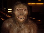 File:Australopithecus afarensis.JPG - Wikipedia