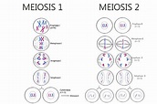 [Solved] Draw the process of Meiosis. Your parent cell is 2n=6 (n is ...