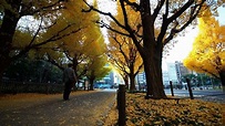 【2013 Autumn】明治神宮外苑銀杏並木の朝 - YouTube
