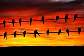 Birds On Wire Sunset Free Stock Photo - Public Domain Pictures