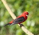 Pictures and information on Scarlet Tanager