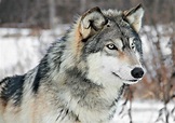 +102 Datos curiosos y curiosidades de los lobos