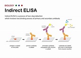 Biological diagram explain process of indirect ELISA as the two step ...