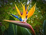 Bird of Paradise Flower (Strelitzia): Types, How to Grow and Care ...