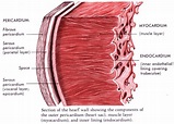 Which is the cardiac muscle layer of the heart? | Socratic