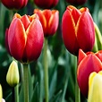Tulips iPad Wallpaper HD | Tulip flower pictures, Tulips flowers ...