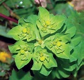 Euphorbiaceae | Description, Taxonomy, Genera, Species, Uses ...