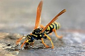 Drought driving more yellowjackets into backyards this year | Oregon ...