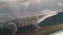 process of crocodile mating - YouTube