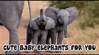 Animals Sounds (Baby Elephant) | Baby Elephants Sounds Effects - YouTube
