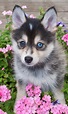 Pomsky Dogs - Is This The Most Fashionable Dog Breed For 2017