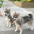 What Is A Pomsky - The Ultimate Guide