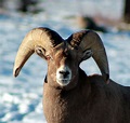 Bighorn sheep tours offer rare up-close viewing of elusive animals ...