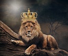 King Lion 4K Wallpaper - KoLPaPer - Awesome Free HD Wallpapers