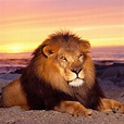 Wallpaper Hd Lion Animales Salvajes Fotos De Leones Animales Images